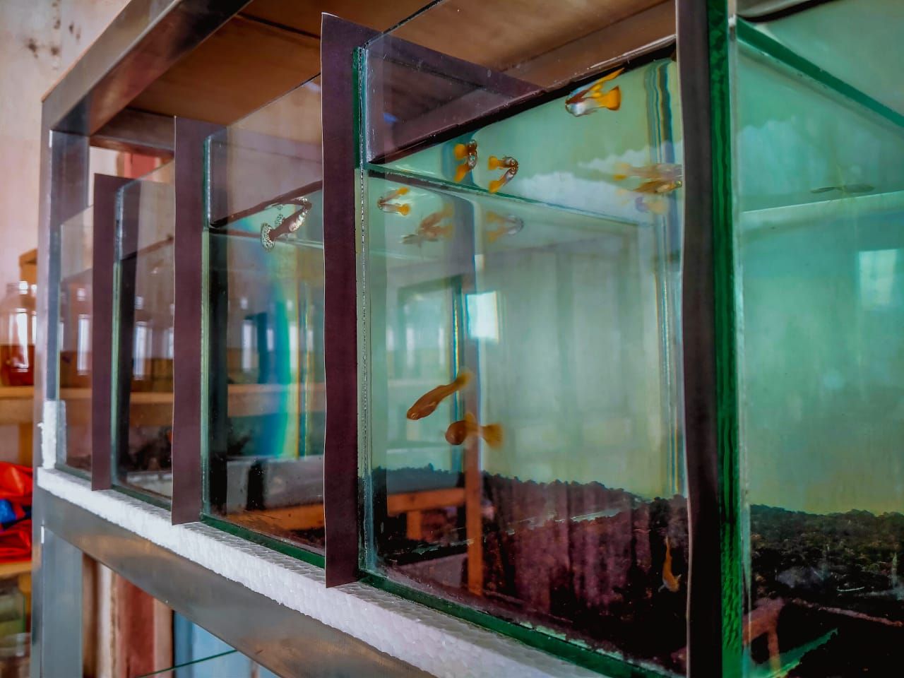 Ikan Cupang dalam display akuarium 