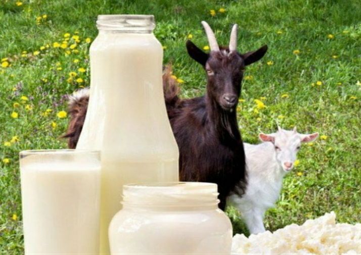 Susu Kambing Lebih Baik Dibandingkan Susu Sapi? Begini Kata dr Zaidul Akbar  /Pixabay/Boldsky