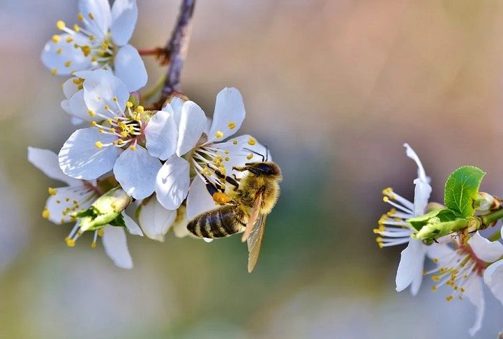 Arti Mimpi Disengat Lebah Menurut Islam, Salah Satunya Anda Akan Mendapatkan Sebuah Rejeki