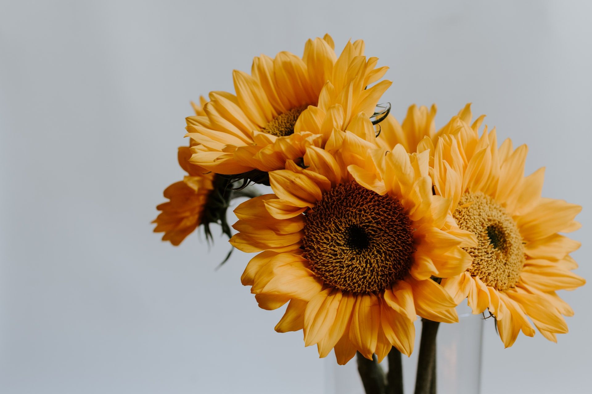 Tanaman Hidroponik Bunga Matahari