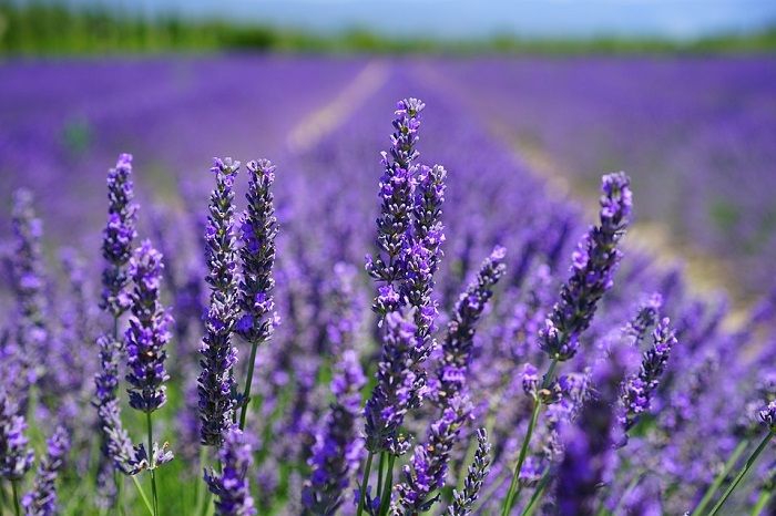 Lavender// pixabay.com/Hans