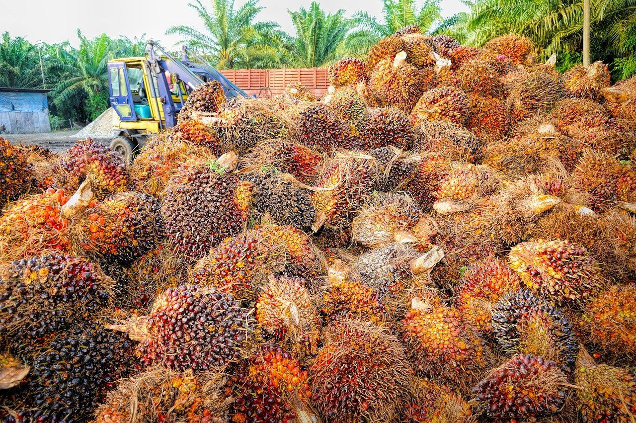 sejarah kelapa sawit di malaysia