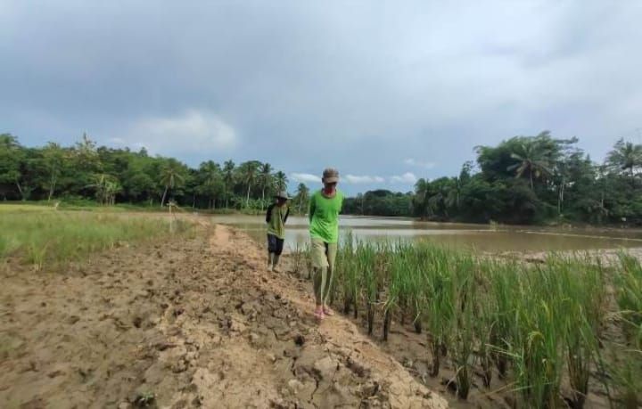Pendangkalan puluhan hektar persawahan milik petani, di Kecamatan Cimarga, Kabupaten Lebak, Banten, dinilai akibat ulah penambang pasir yang semakin tak terkendali.