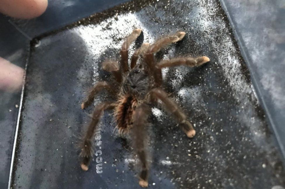 Rupanya tarantula yang ditinggalkan pemiliknya dan ditemukan di kereta komuter London.