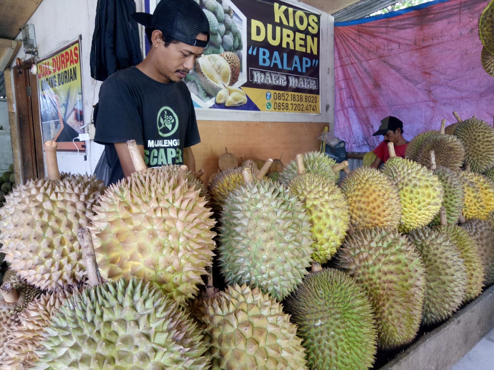 penggemar durian bisa berburu durian lokal dan durian “perwira” , durian khas Sindangwangi.