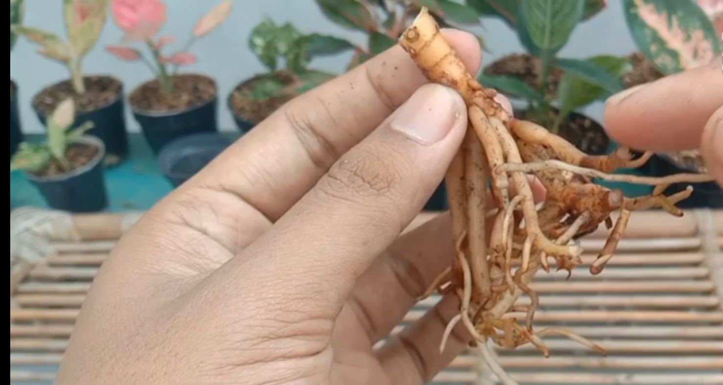 Bonggol aglonema dengan akar yang siap ditanam