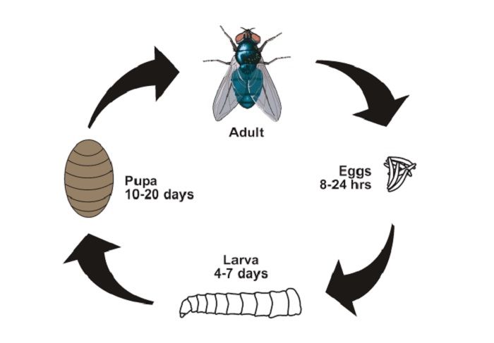 Siklus hidup lalat hingga terbentuk larva atau belatung