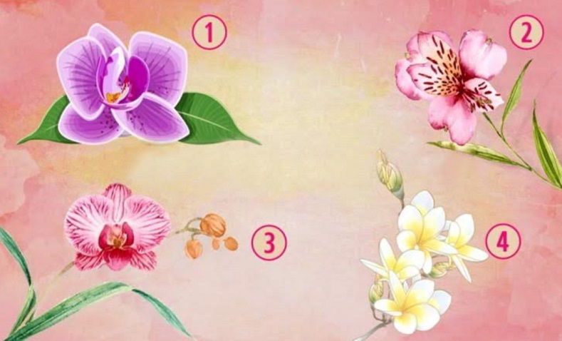 Tes Psikologi: Gambar Bunga Anggrek Pilihan Anda, Bisa Ungkap Hal Apa yang Membuat Istimewa saat Ini simak selengkapnya dalam artikel 