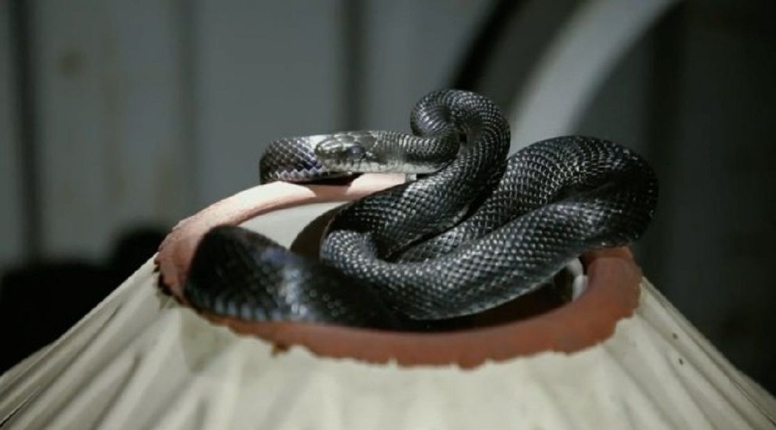 Setelah membuka palung air dia menemukan 'ular hitam besar', membuatnya lari ketakutan.  