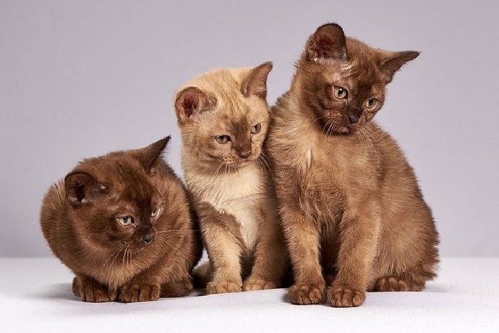 Cara menyatukan anggota baru dengan anggota lama di dunia kucing