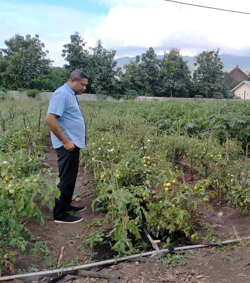 Alvons Gorang ketika tengah mengamati kebun tomat yang dikembangkan di kebun Kampus Untrib