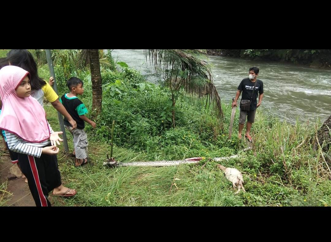 Usai Memangsa Kambing, Ular Phyton Sepanjang 5 Meter Ditangkap Warga dan Disembelih