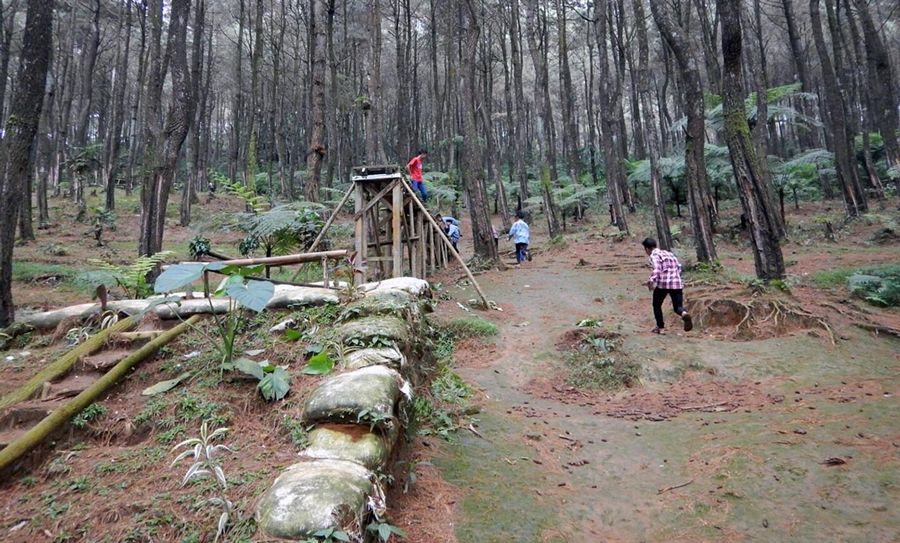 Suasana hutan pinus di Wanayasa, Pasir Langlang Panyawangan, Purwakarta