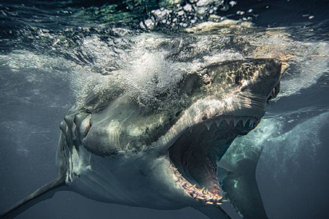 Deretan lengkap gigi hiu putih raksasa terlihat selama momen dramatis dan menakutkan itu./  