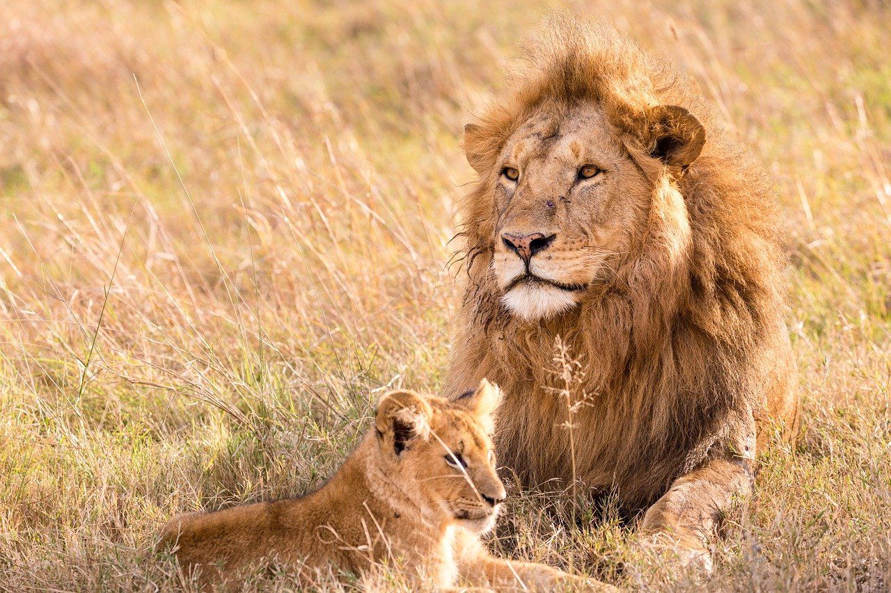 Male Lions.