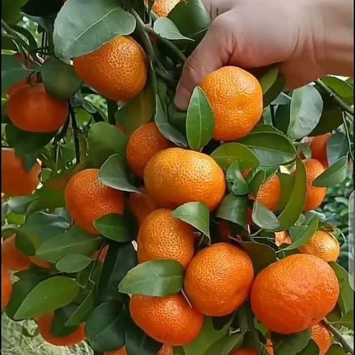 Jeruk Mandarin//instagram.com/bibit.buah.tabulampot.online