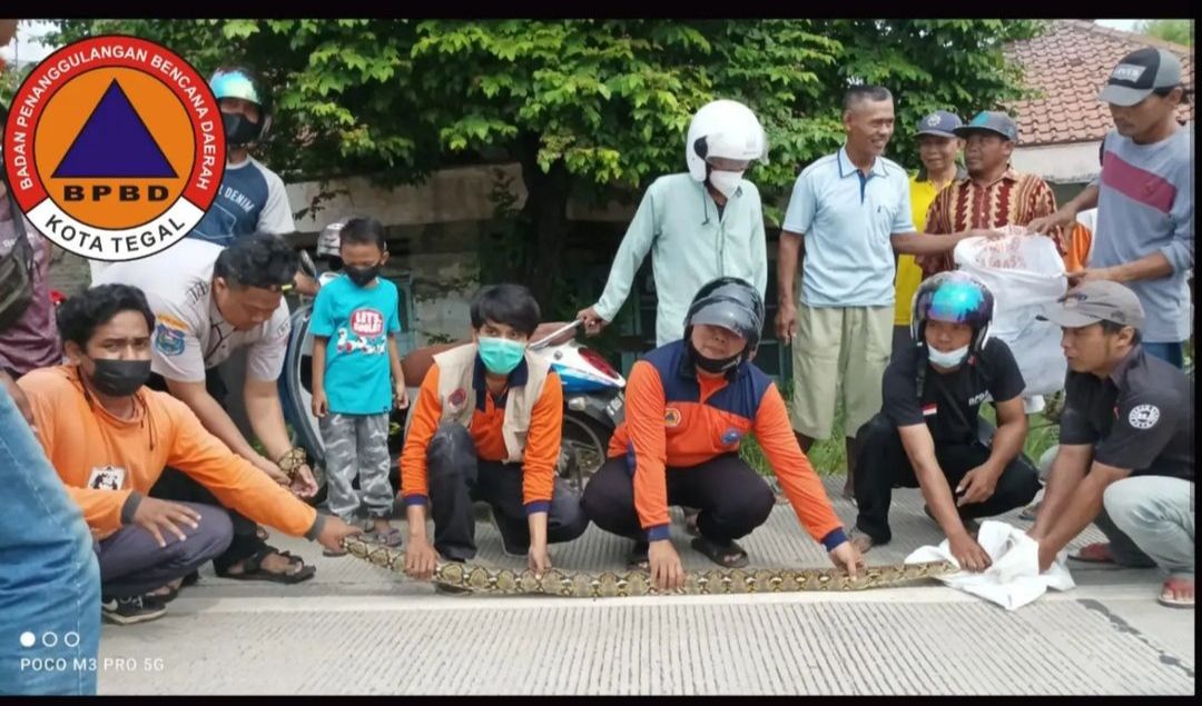 Ular Sanca Sepanjang 2 Meter Dievakuasi BPBD Kota Tegal