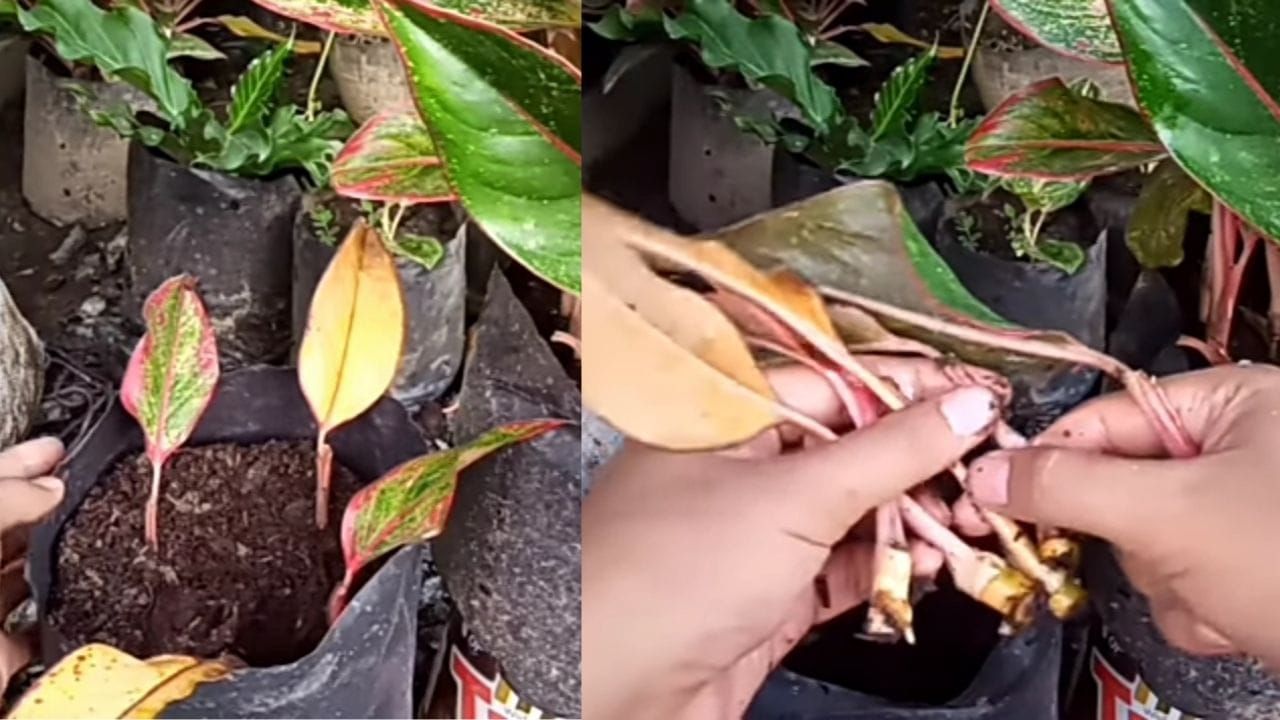 Tips dan cara mudah untuk memperbanyak Aglonema dengan daun bagi para pemula penghobi tanaman hias