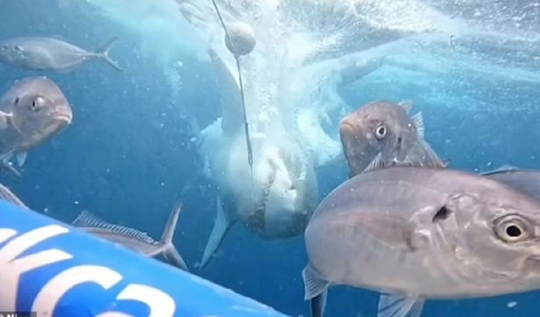 Mereka yang berada di bawah air juga tidak ketinggalan dengan hiu yang menyelam kembali tepat di dekat sangkar pengamatan bawah air.   