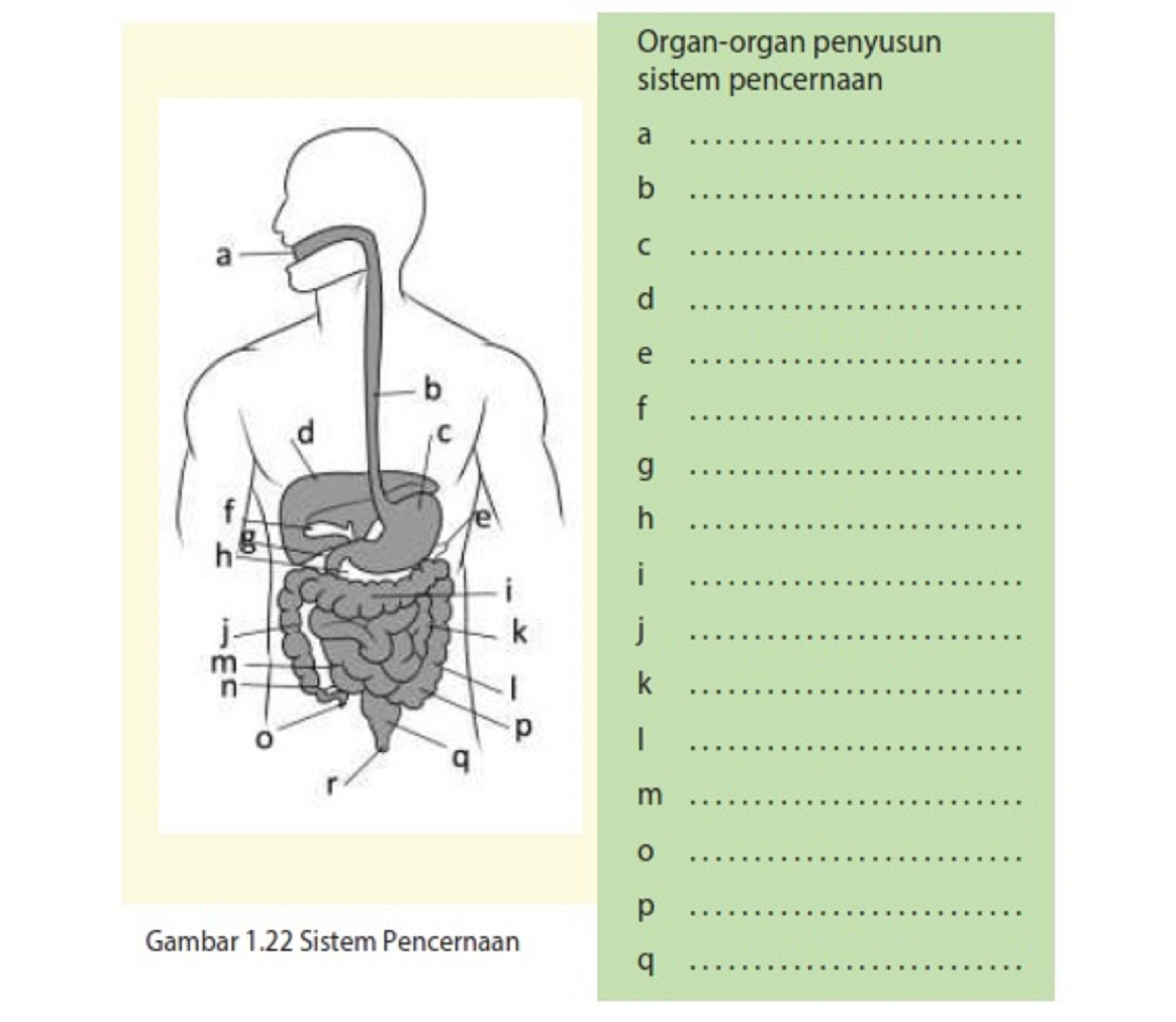 Fungsi sistem organ sesuai gambar adalah
