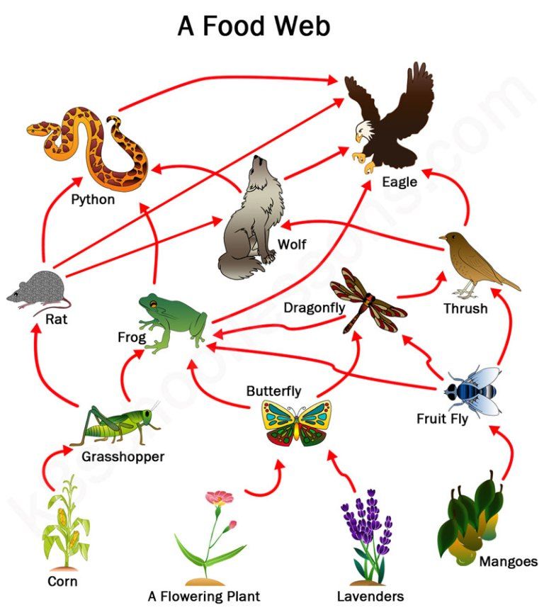 Ilustrasi rantai makanan dengan lebih dari 10 organisme.