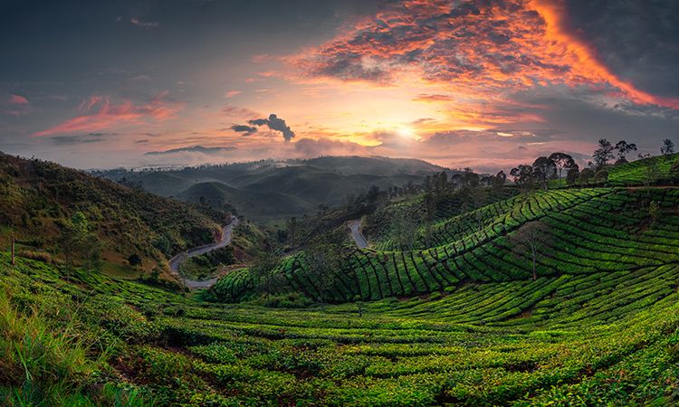 Kebun Teh Cukul. Honor Petugas Pengawas Sensus Pertanian 2023 dan Gaji Petugas ST2023 Selama Bertugas