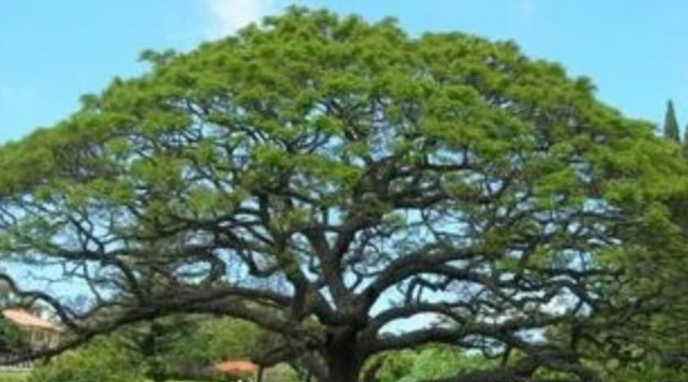  The image shows a large tree with the search query 'Kuntilanak Pocong Tuyul Genderuwo' which are names of ghosts in Indonesian mythology.