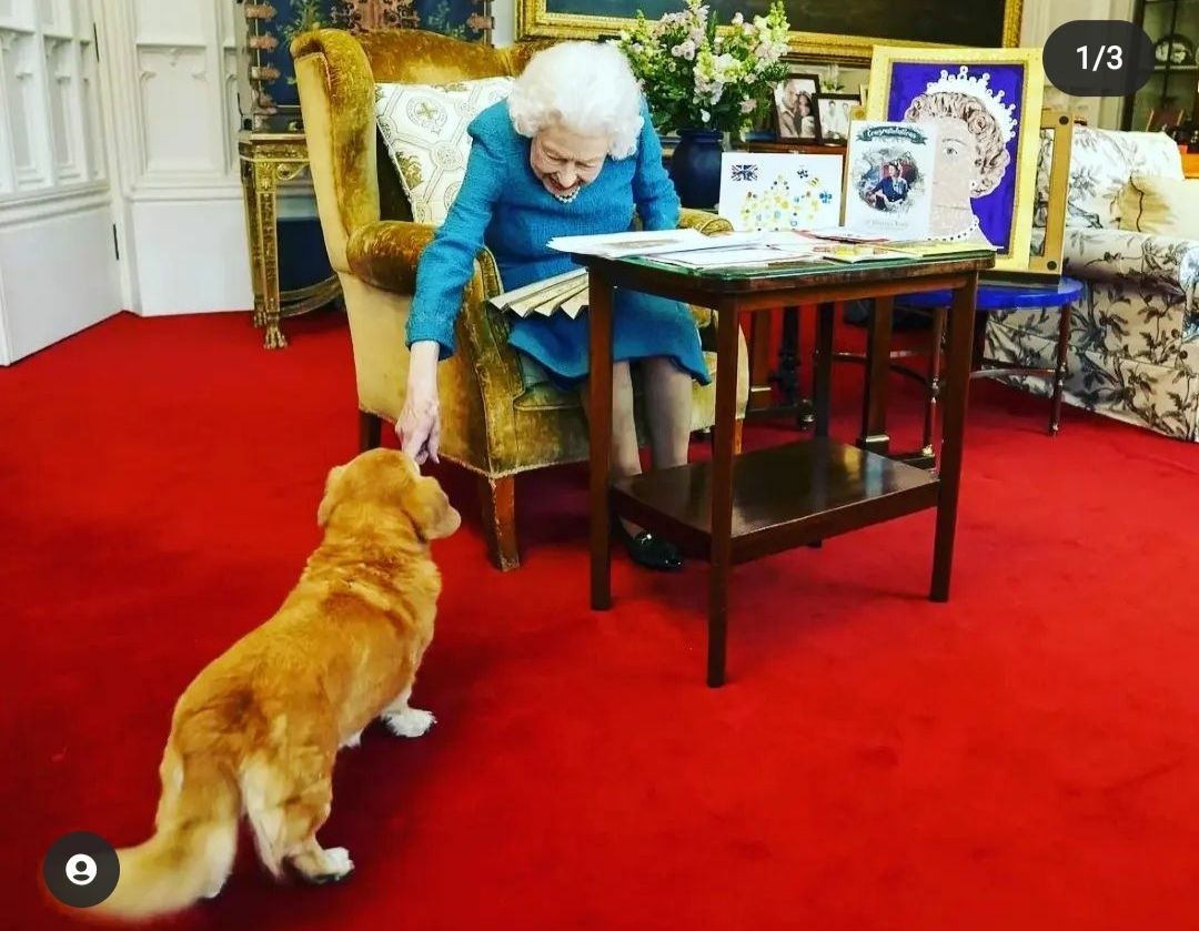 Anjing Peliharaan Ratu Elizabeth