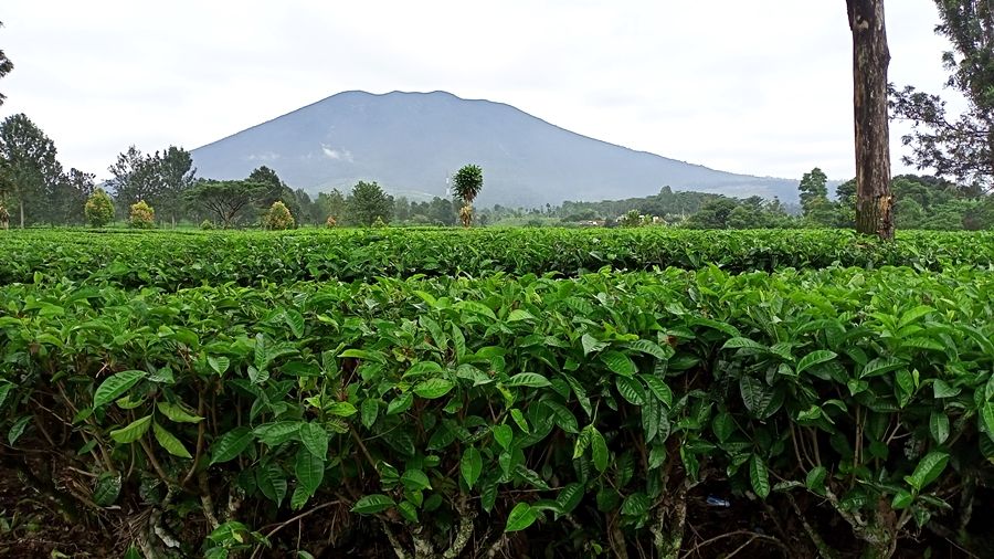 Gunung Gede, Cianjur, terlihat dari PTPN VIII Perkebunan Gedeh, Cugenang. 