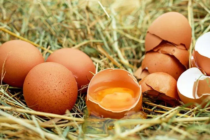 ilustrasi telur. Pertanda datangkan Kemakmuran, Berikut 8 Arti Mimpi Telur