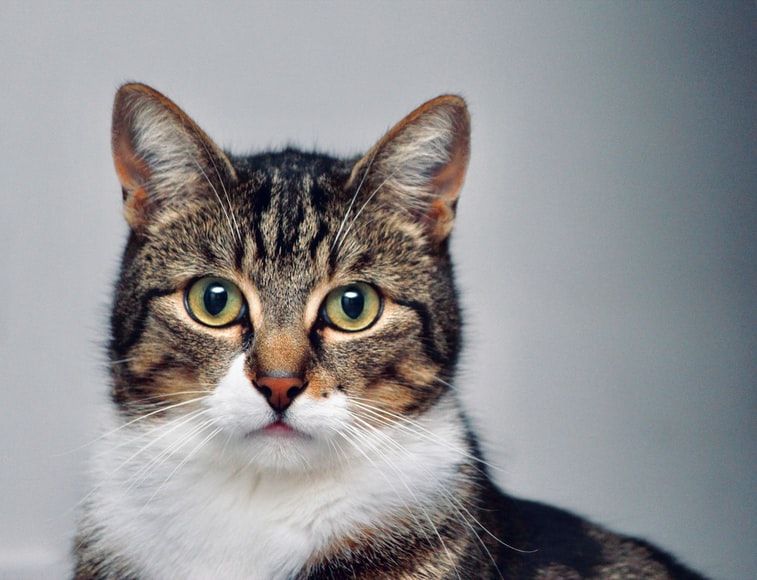 Kucing Lucu, Teman Baru: Rahasia Sosialisasi yang Tak Terduga