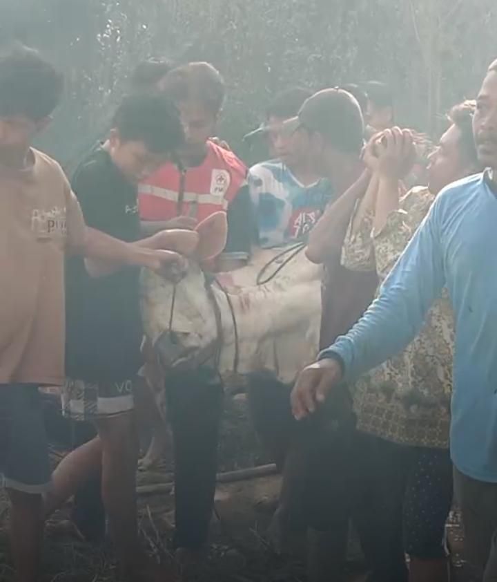 Kebakaran Di Jatilawang Pucakwangi Habiskan 1 Rumah dan hewan ternak  Bapak Jono