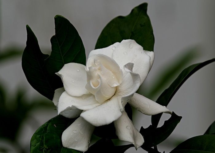 Bunga Gardenia/Pixabay/ignartonosbg/