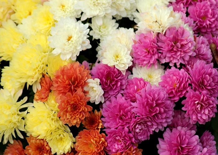 Hati-hati Ketika Memberikan Bunga Pada Orang Lain! 6 Bunga Ini Berhubungan Dengan Pemakaman dan Kematian