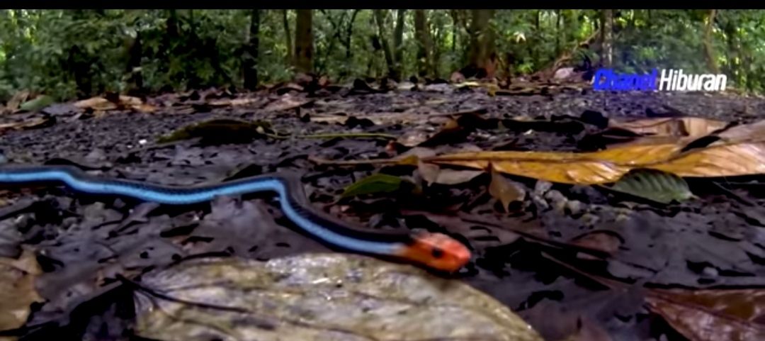 Coral ular blue Ular Warna