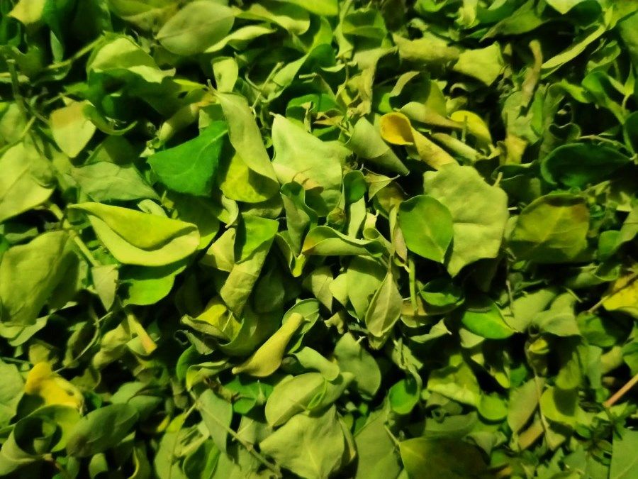 Daun kelor kering, untuk dinikmati dalam bentuk teh segar.* (Agung Nugroho)