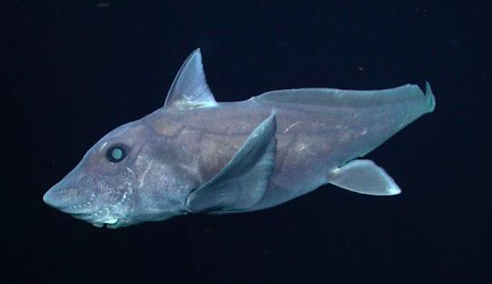 Seekor hiu hantu dewasa terekam di lepas pantai California Tengah pada 2007. 