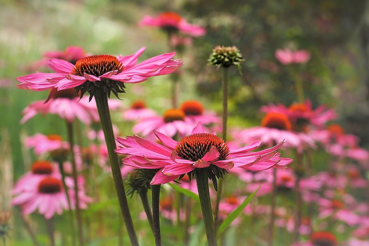 Эхинацея пурпурная Summer Cocktail (Echinacea purpurea)