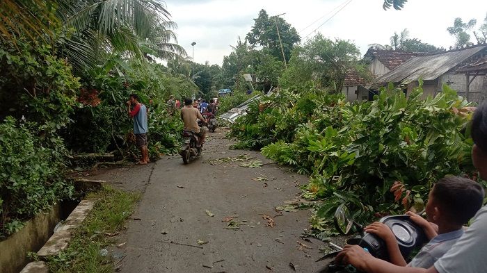 Pohon di pinggir jalan Desa Keboromo Tayu Pati tumbang akibat angin puting beliung