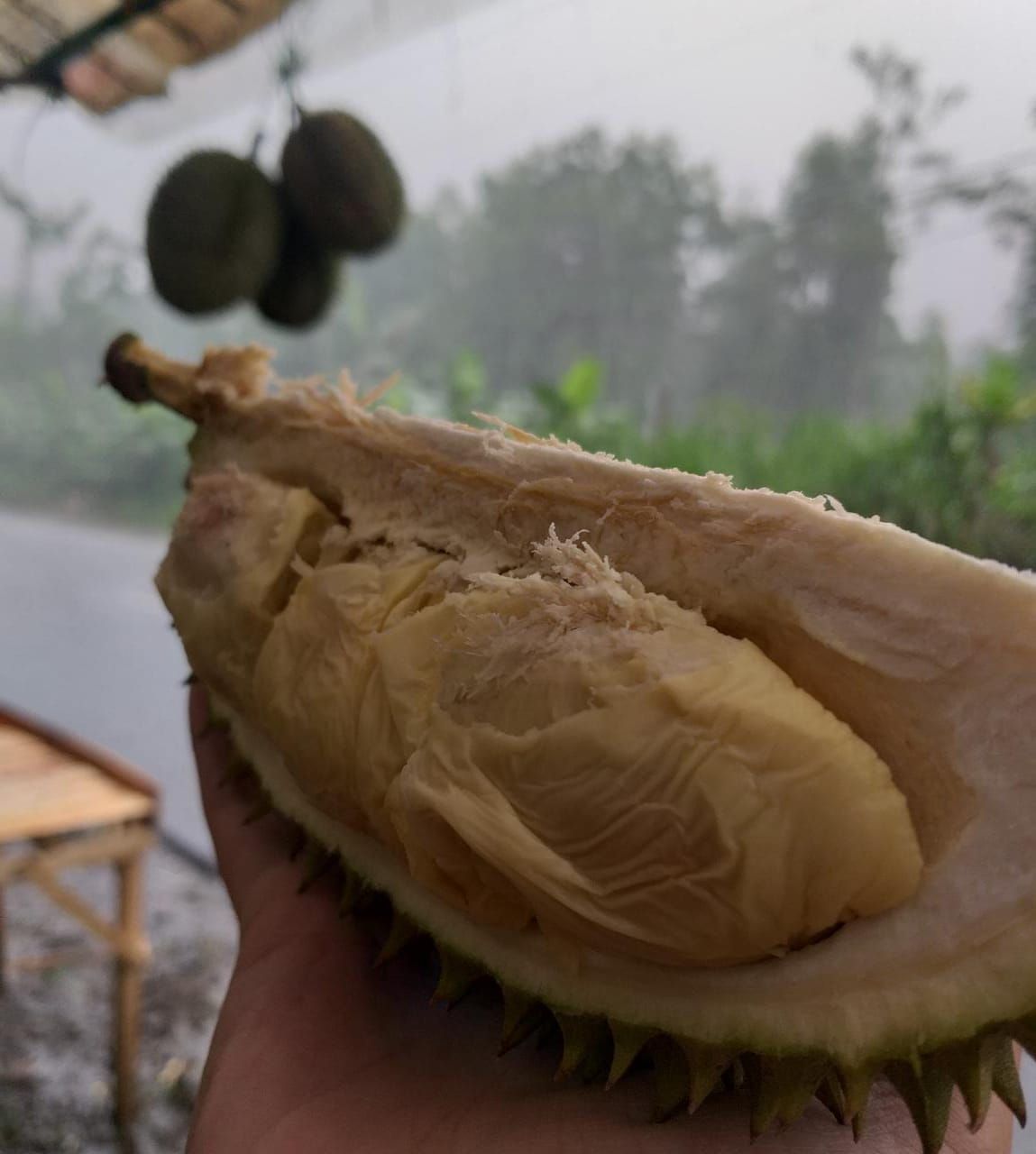Durian kalori 4 Manfaat