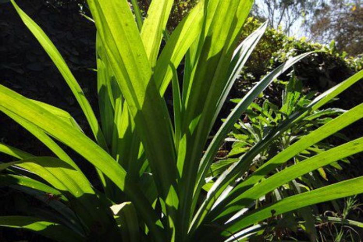 Luar Biasa! 4 Manfaat Daun Pandan Untuk Kesehatan Tubuh, Salah Satunya Adalah Bisa Meredakan Stres,(Pixabay/sarangib)