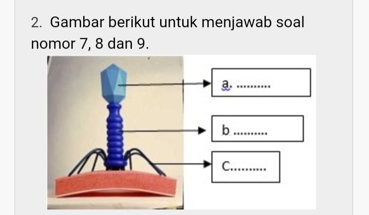 Contoh Soal Biologi Kelas 10 SMA Semester 2 Beserta Jawaban Lengkap ...