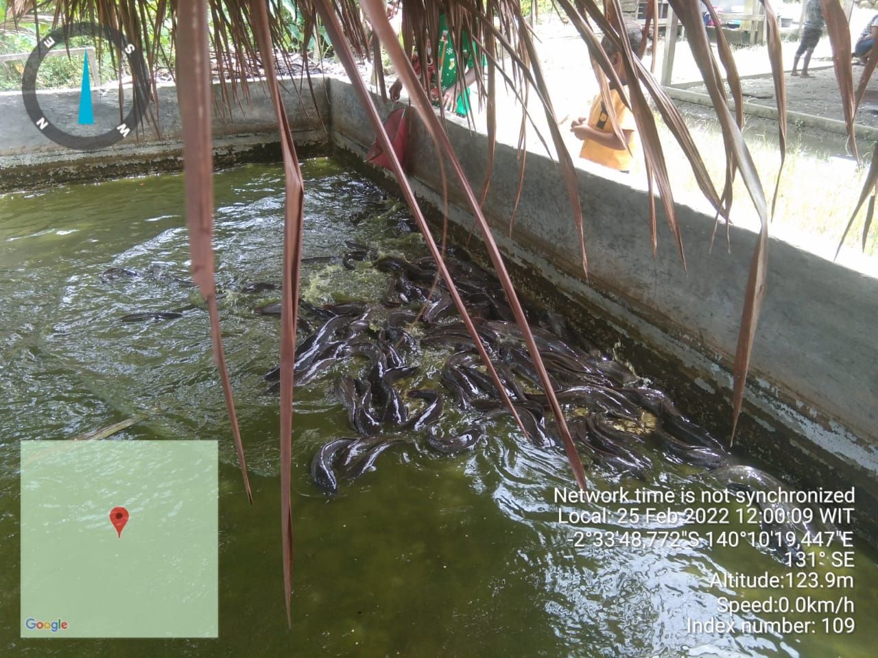 Panen ikan air tawar yang terdiri dari ikan lele dan ikan nila milik 12 kelompok pembudidaya ikan (Pokdakan) masyarakat di tujuh kampung yang ada di tiga distrik yakni, Distrik Nimbokrang, Distrik Nimboran dan Distrik Namblong.