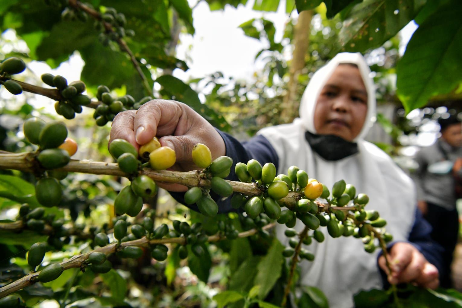 Gubernur Jawa Barat Ridwan Kamil melepas ekspor kopi ke Belanda dengan total nilai Rp4 miliar di Desa Mekarsari, Cikajang, Kabupaten Garut