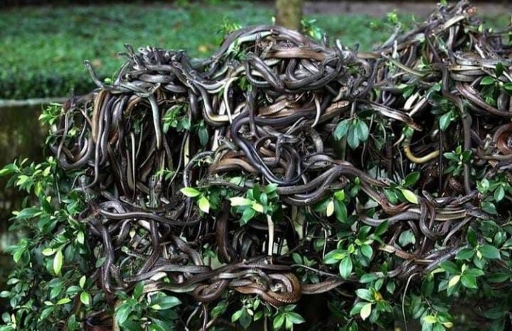 Salah satu pulau di Brasil dipenuhi ular berbisa, pulau ular atau Ilha da Queimada Grande./ instagram @motivandohumano