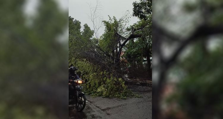 Pohon tumbang di Jalan Martanegara Kota Bandung, Sabtu 5 Maret 2022