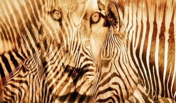 Tes kepribadian: Hewan apa yang pertama kali terlihat dalam gambar? Zebra atau singa? Ungkap tipe introvert atau ekstrovert.*/