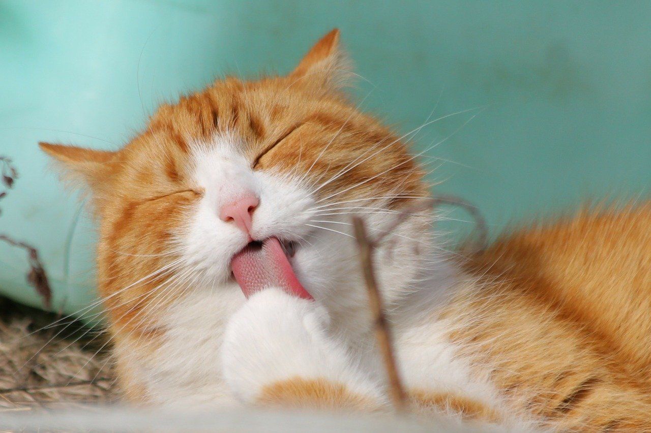 Kucing suka menggigit jari pemiliknya