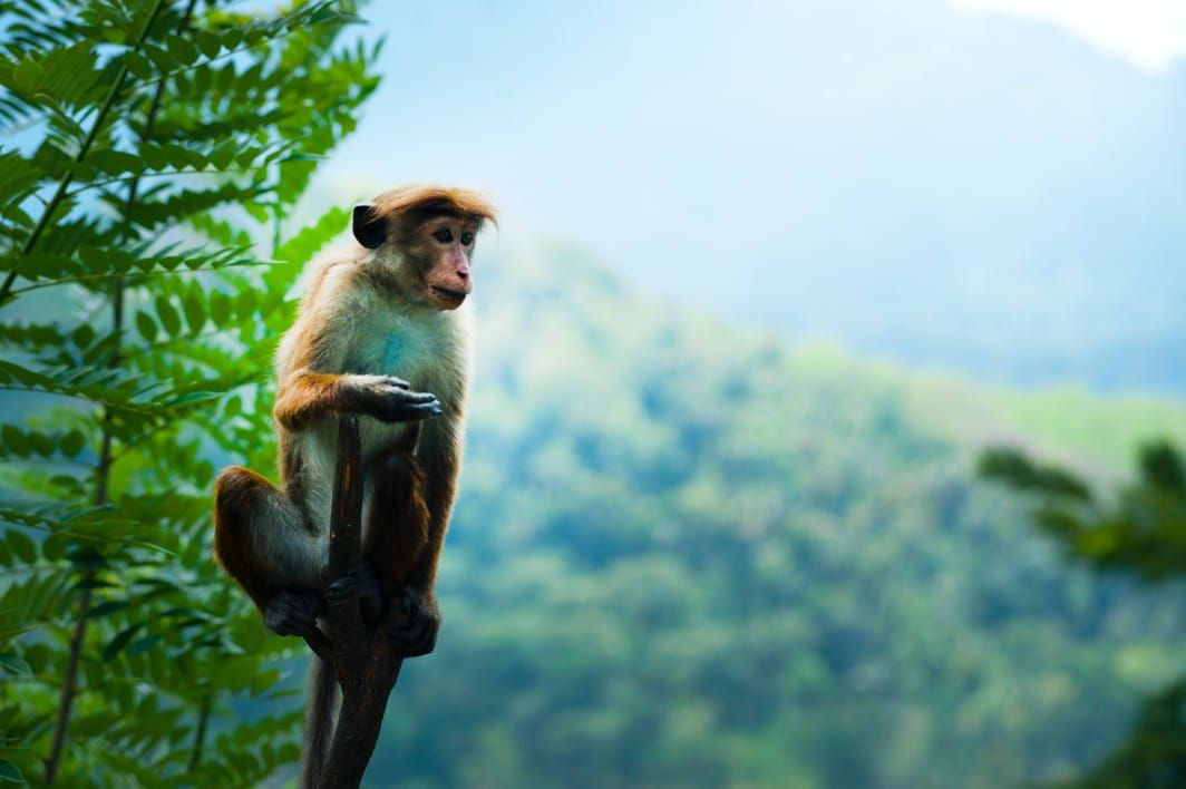 Ramalan Shio Kuda Kambing Dan Monyet 25 Juni 2022 Percaya Diri Dan Ungkapkan Pemikiranmu Ramalan Shio Kuda Kambing Dan Monyet 25 Juni 2022 Percaya Diri Dan Ungkapkan Pemikiranmu