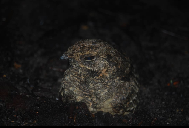 Suara Burung Pipit Malam Hari